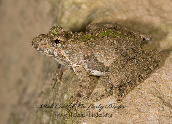 Acris crepitans - Northern Cricket Frog 8007793  z