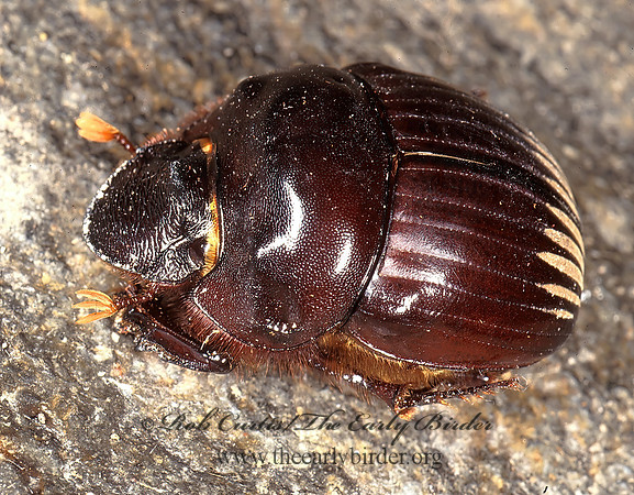 Dichotomius 202737z