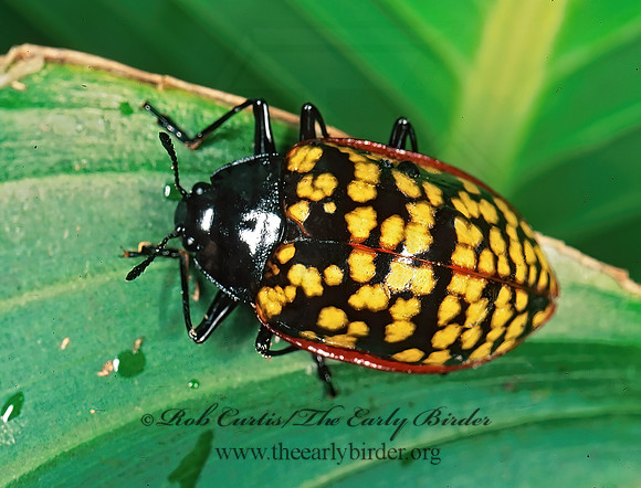 Erotylina nicaraguae 201318z