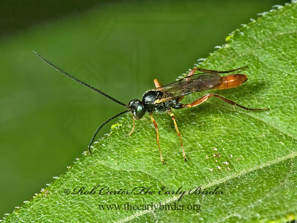 Sinophorus~ 5013065z