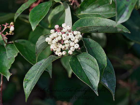 Cornus racemosa  GRAY DOGWOOD 9041093z