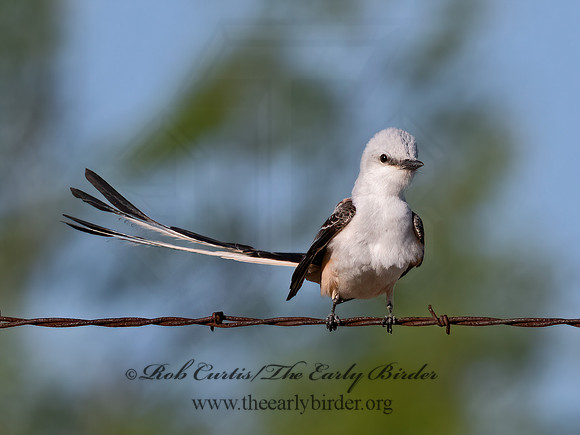 Tyrannus forficatus  SCISSOR-TAILED FLYCATCHER 3033991z