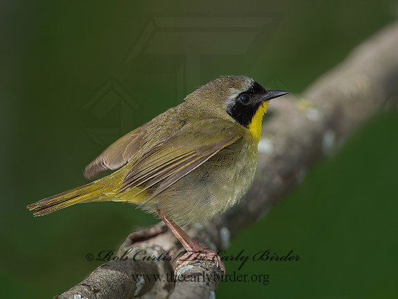 Geothylpis trichas  COMMON YELLOWTHROAT 9030567z