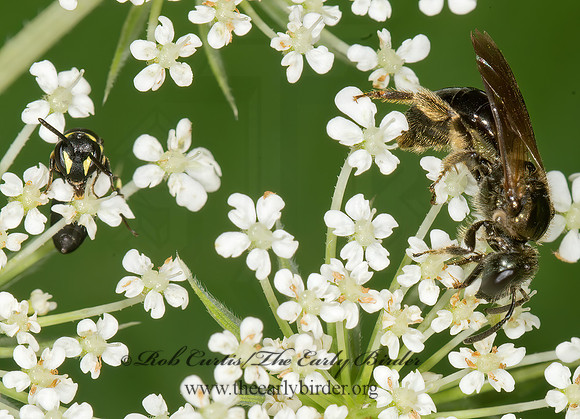 Hylaeus (Prosopis) modestus 9013436-1z