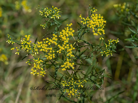 Euthamia~  GRASS-LEAVED GOLDENROD 9041110z