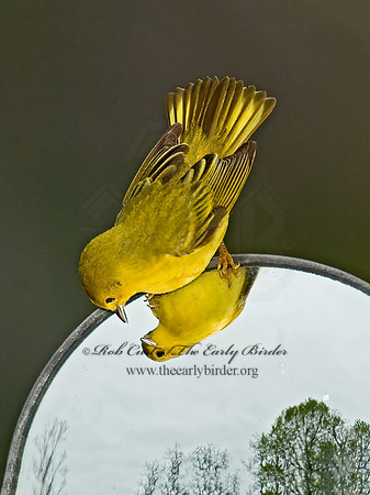 Setophaga petechia  YELLOW WARBLER 6005090z