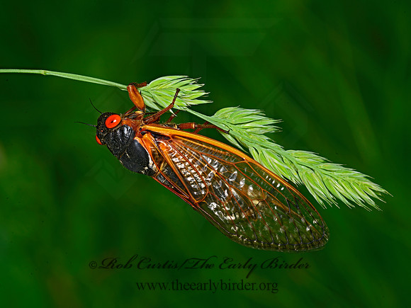 Magicicada septendecim  17-YEAR CICADA 3020990z