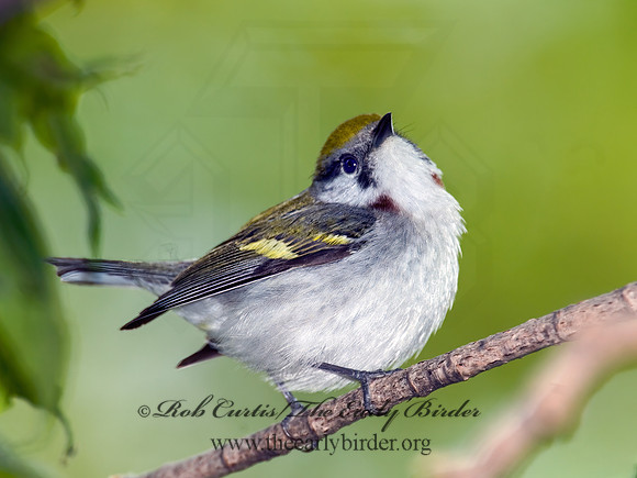 Setophaga pennsylvanica  CHESTNUT-SIDED WARBLER 6006268 z