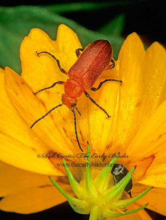 Zonitis vittigera 171330z