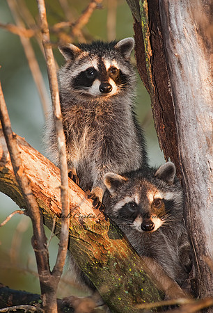 Procyon lotor  RACCOON 8026804 z