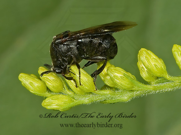Ripiphorus fasciatus grp 5013417 Fz