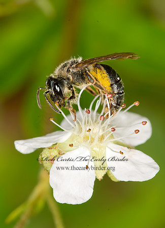 Andrena  MINING BEE 9032874z