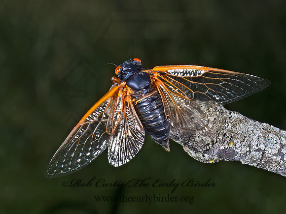 Magicicada cassinii CASSIN'S CICADA 9089305z