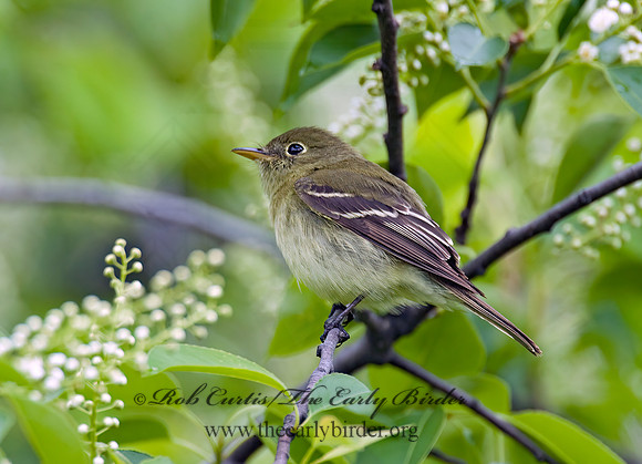 Empidonax virescens  ACADIAN FLYCATCHER 8013731z