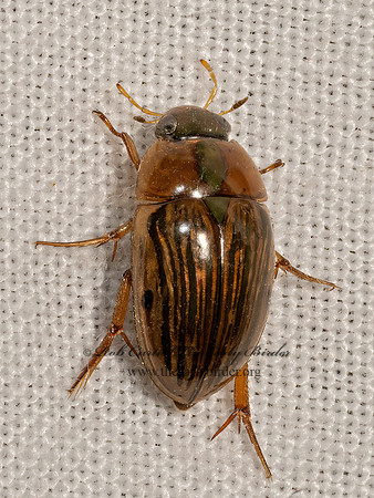 Tropisternus collaris  WATER SCAVENGER BEETLE 3032097z