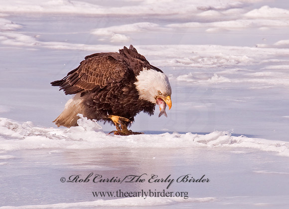 Haliaeetus leucocephalus  BALD EAGLE 6020719z