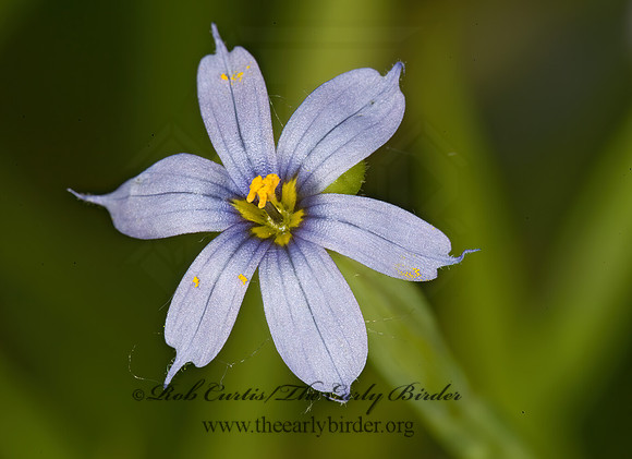 Sisyrinchium  BLUE-EYED STAR GRASS 8004894z