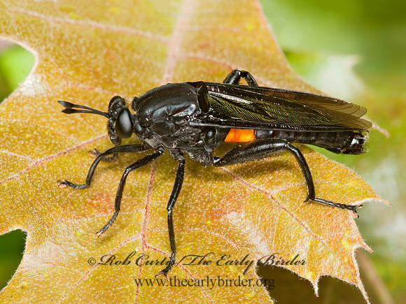 Mydas tibialis  MYDAS FLY 3003093z