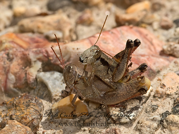Melanoplus scudderi  SCUDDER'S SHORT-WINGED GRASSHOPPER 9051763z