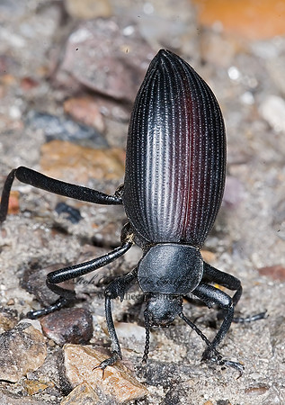 Eleodes hispilabris  AMPHIDORINI DARKLING BEETLE 6024234z