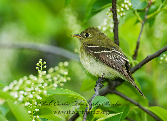 Empidonax virescens  ACADIAN FLYCATCHER 8013729z