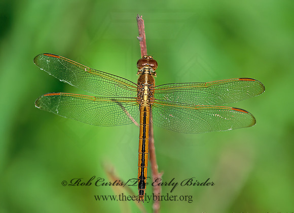 Libellula needhami NEEDHAM'S SKIMMER 247737 z