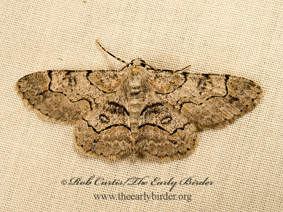 Iridopsis larvaria  BENT-LINE GRAY 9048224z