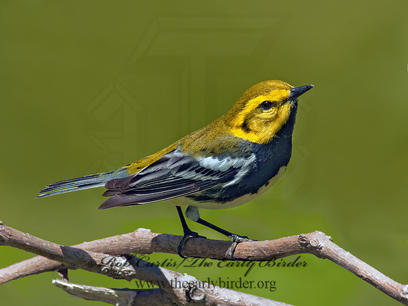 Setophaga virens  BLACK-THROATED GREEN WARBLER 3007277z