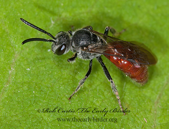 Sphecodes  RED ABDOMEN SWEAT BEE  8034343 z