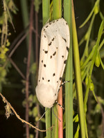 Estigmene�acrea  SALT-MARSH MOTH 9051313z