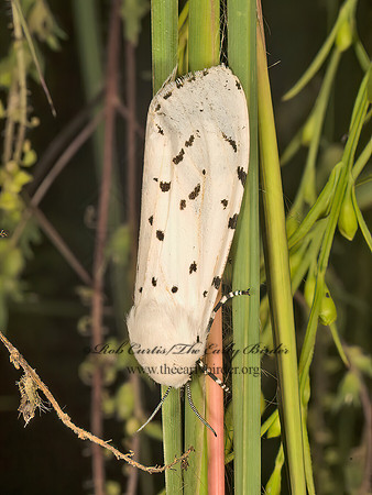 Estigmene�acrea  SALT-MARSH MOTH 9051313z