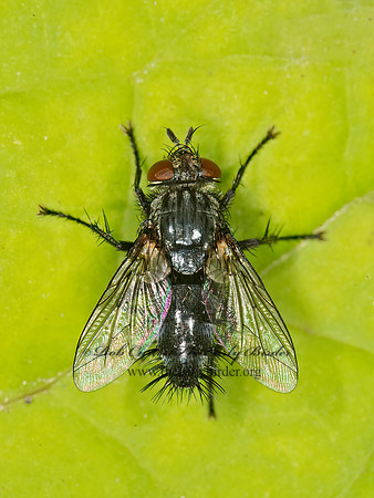 Voriini~  BLACK TACHIND FLY 9036093z