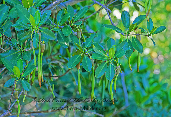 Rhizophora mangle  RED MANGROVE 248433z