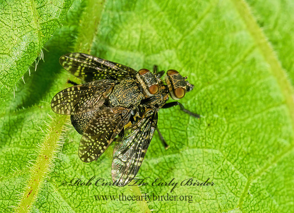 Platystoma seminationis  SIGNAL FLY 290901z