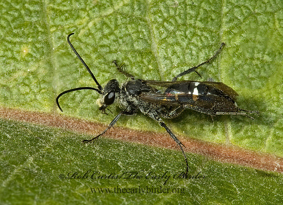 Episyron biguttatus 5014993z