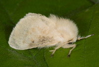 Megalopyge crispata BLACK-WAVED FLANNEL MOTH 7003076z