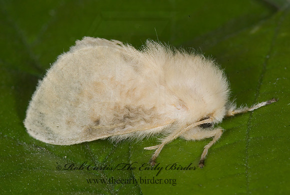 Megalopyge crispata  BLACK-WAVED FLANNEL MOTH 7003076z