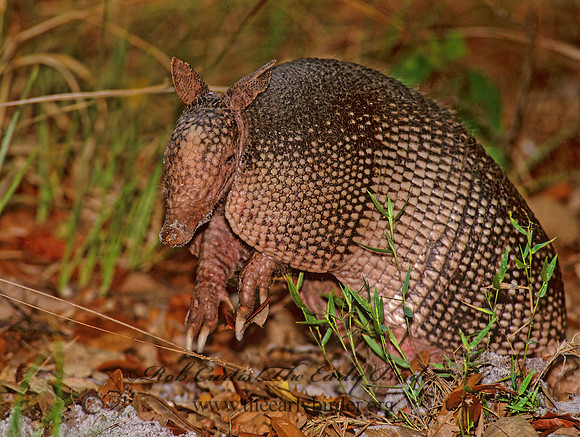 Dasypus novemcinctus  9-BANDED ARMADILLO 273336z