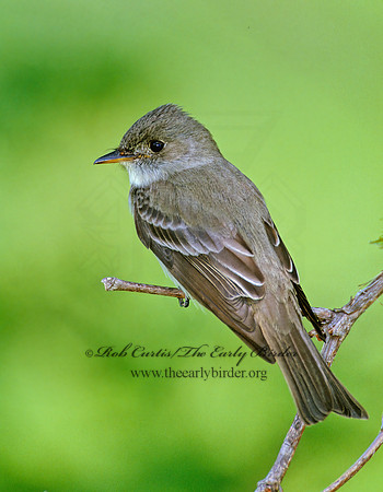Contopus virens  EASTERN WOOD PEWEE 1272328z