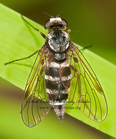 Chrysopilus fasciatus  SNIPE FLY 3013322z