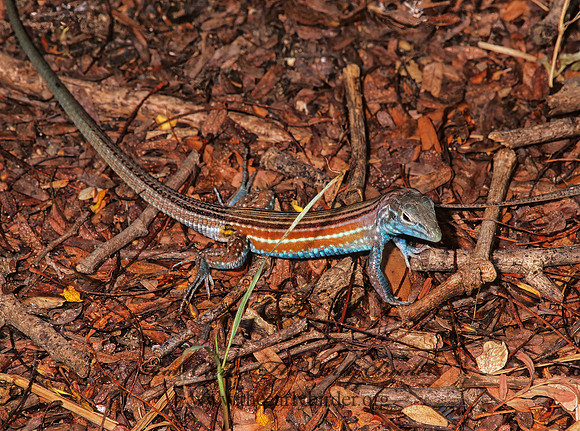 Aspidoscelis deppii  BLACK-BELLIED RACERUNNER 197429z
