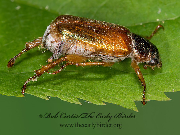 Dichelonyx  MACRODACTYLINI SCARAB BEETLE 9031707z