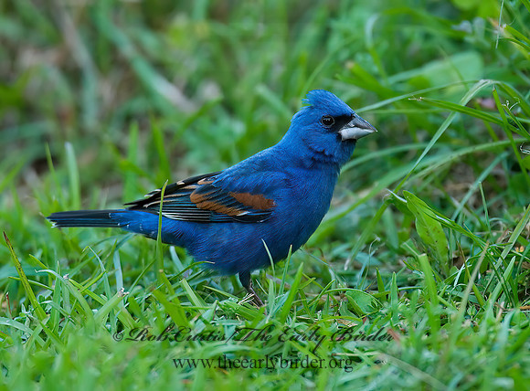 Guiraca caerulea  BLUE GROSBEAK 7002361z