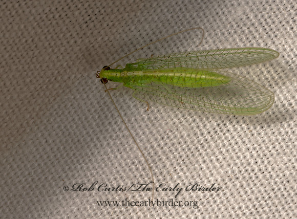 Chrysoperla rufilabris RED-LIPPED GREEN LACEWING 3040231