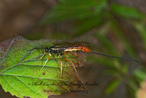 Dolichomitus irritator 7015450z