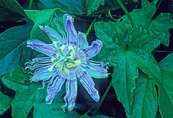 Passiflora incarnata  PASSION FLOWER 169912z