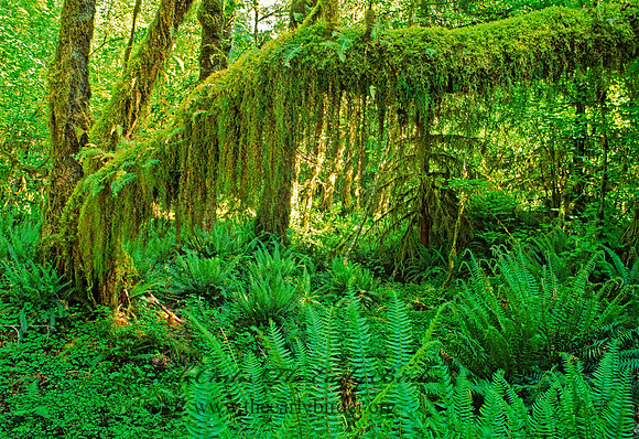 TEMPERATE RAIN FOREST 133114z