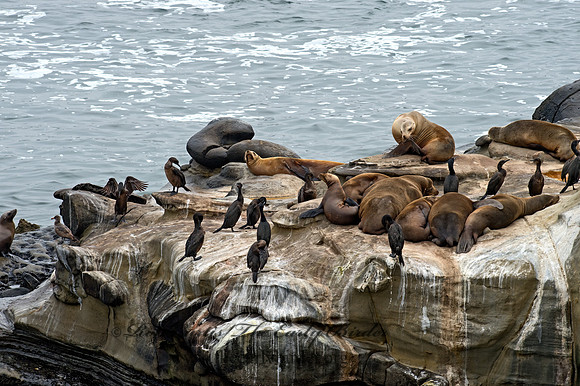 Zalophus californianus  CALIFORNIA SEA LION 9055541z