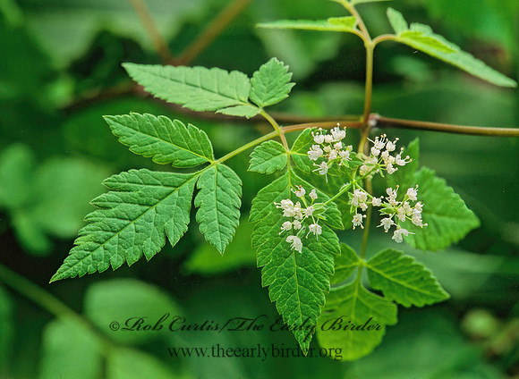 Osmorhiza longistylis  SMOOTH SWEET CICELY 265905z