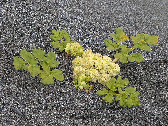 Glehnia littoralis  BEACH SILVERTOP 9059161z